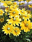 RUDBECKIA HIRTA PRAIRIE SUN