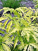 SAMBUCUS RACEMOSA SUTHERLAND GOLD