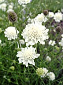 SCABIOSA OCHROLEUCA