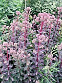 SEDUM STRAWBERRIES AND CREAM