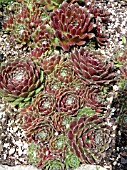 SEMPERVIVUM RED PAPAVER