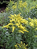 SOLIDAGO GOLDEN BABY