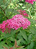 SPIRAEA JAPONICA NEON FLASH