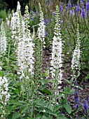 VERONICA SPICATA SNOW WHITE