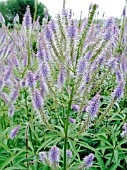 VERONICASTRUM VIRGINICUM APOLLO