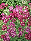 ACHILLEA MILLEFOLIUM RED BEAUTY