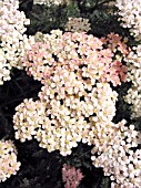 ACHILLEA SALMON BEAUTY