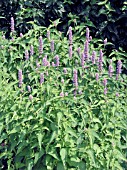 AGASTACHE FOENICULUM LICORICE BLUE