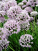 ALLIUM SENESCENS