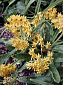 ASCLEPIAS TUBEROSA HELLO YELLOW