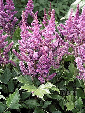 ASTILBE_CHINENSIS_VISIONS