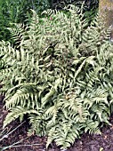 ATHYRIUM BRANFORD BEAUTY