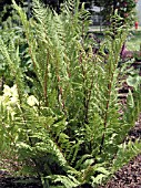 ATHYRIUM FILIX FEMINA LADY IN RED