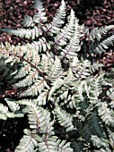 ATHYRIUM NIPPONICUM SILVER FALLS