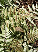 ATHYRIUM NIPPONICUM WILWOOD TWIST