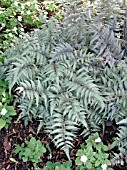 ATHYRIUM NIPPONICUM PICTUM