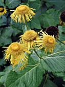 BUPHTHALMUM SPECIOSUM