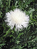 CENTAUREA MOSCHATA THE BRIDE