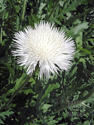 CENTAUREA_MOSCHATA_THE_BRIDE