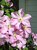 CLEMATIS COMTESSE DE BOUCHAUD