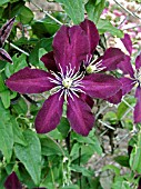 CLEMATIS NIOBE