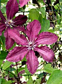 CLEMATIS RUUTEL