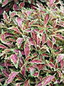 COLEUS AURORA BLACK CHERRY