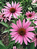 ECHINACEA PURPUREA RUBY STAR