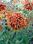 GAILLARDIA TORCH RED EMBER