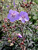 GERANIUM PRATENSE VICTOR REITER