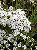 GYPSOPHILA FESTIVAL STAR