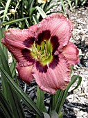 HEMEROCALLIS ALWAYS AFTERNOON