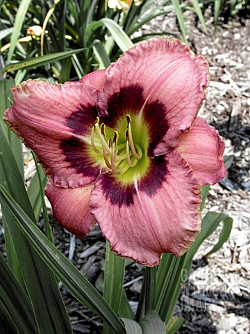 HEMEROCALLIS_ALWAYS_AFTERNOON