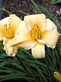 HEMEROCALLIS APRICOT SPARKLES