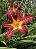 HEMEROCALLIS AUTUMN RED