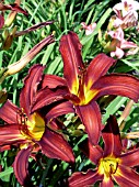 HEMEROCALLIS BESS ROSS