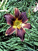 HEMEROCALLIS BROWNSTONE