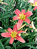 HEMEROCALLIS CHARMAINE