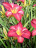 HEMEROCALLIS CHERRY CHEEKS