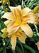 HEMEROCALLIS COLONIAL DAME