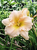 HEMEROCALLIS FAIRY TALE PINK