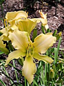 HEMEROCALLIS FAIRY WINGS