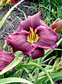 HEMEROCALLIS GRAPE VELVET