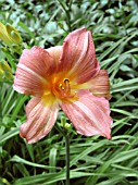 HEMEROCALLIS HOT TODDY