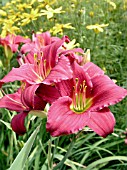 HEMEROCALLIS LITTLE BUSINESS