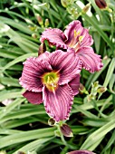 HEMEROCALLIS LITTLE GRAPETTE