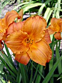 HEMEROCALLIS MAUNA LOA