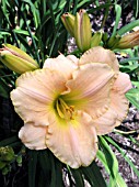 HEMEROCALLIS MING PORCELAIN