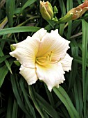 HEMEROCALLIS MINNIE PEARL