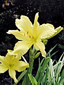 HEMEROCALLIS MOON RUFFLES